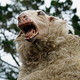 Illustration for article titled In Safety Study, Sheep on Meth Are Shocked With Tasers